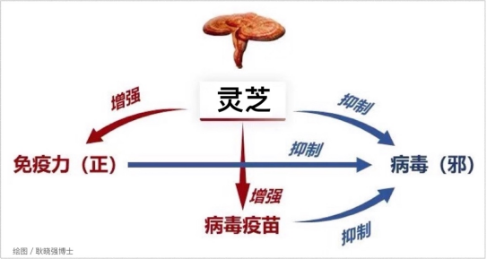 杭州亞運會官方靈芝產(chǎn)品供應(yīng)商|杭州亞運會官方供應(yīng)商|中國靈芝十大品牌|仙客來靈芝|仙客來靈芝破壁孢子粉|仙客來孢子油|仙客來靈芝飲片|仙客來破壁孢子粉|靈芝孢子油|孢子粉|靈芝破壁孢子粉|靈芝|中華老字號