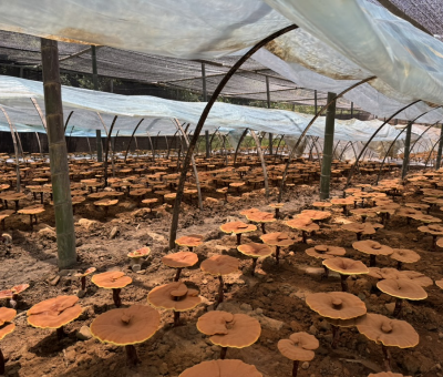 共同見證！首屆靈芝日慶典暨仙客來與北京大學醫(yī)學部科研成果發(fā)布會舉行