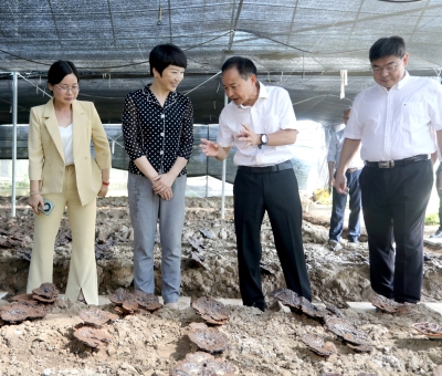江西省委常委、宣傳部部長盧小青深入廬山市通書院村靈芝基地調(diào)研